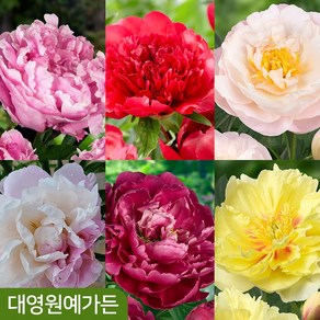 유럽 작약 12cm포트 20종 택1 숙근 꽃 겹꽃, 1개, 16. 레드사라베른하르트 3~5촉