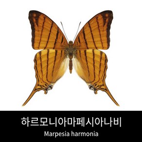 하르모니아마페시아나비표본 Marpesia harmonia