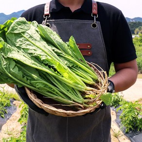 국산 열무 4kg 내외 1박스 전라도 열무, 1개