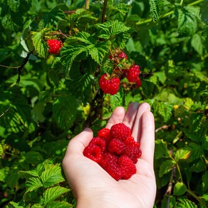 산딸기 묘목 산딸기 나무 묘목 5개(주), 1개