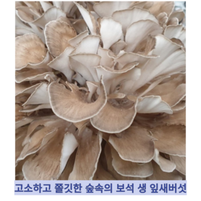 [국내산] 고소하고 쫄깃한 버섯 무농약 산지직송 생 잎새 잎새버섯, 1개, 800g
