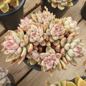 [수암다육] 멜로디 랜덤발송 Echeveria 'Melody' 다육 다육이 다육식물 613