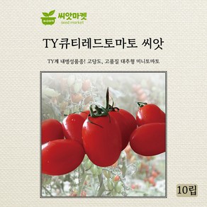 다농 TY큐티레드 방울토마토 씨앗 10립, 1개