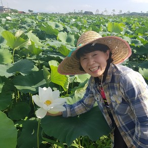 명당연향 (부안 연꽃사랑) 생연잎 햇연잎 2KG 약 20~25장(큰사이즈)