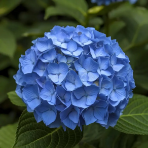 [블루밍야생화]별수국대품*1+1세트hydangea sta-농장직판(100%개화주 봄수국), 2개, 스타블루