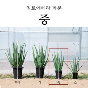 프리미엄 생알로에 베라 사포나리아 식용 알로에 알로에화분 2kg 3kg 5kg, 1박스, 알로에 베라화분 중