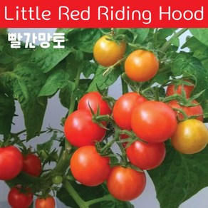 빨간망토 Little Red Riding Hood 희귀 난쟁이 앉은뱅이 토마토 교육용 체험용키우기 세트