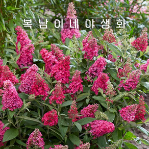 왜성 붓들레아 루비 [1포트 복남이네야생화 모종 꽃나무 buddleja], 1개