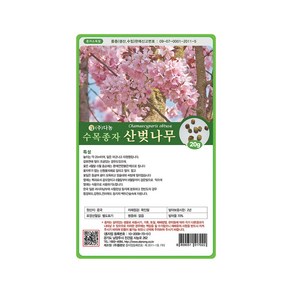 (DN) 산벚나무 씨앗(20g), 1개