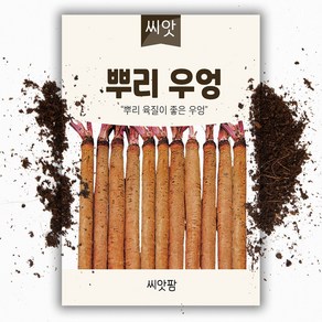 우엉씨앗(200립), 1개