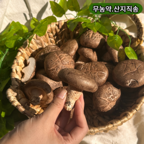 장흥 무농약 국산 참나무 생표고버섯 가정용 프리미엄급 1kg2kg4kg