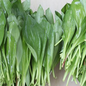 [공작소]강원도 명이나물 생채 생명이나물 장아찌 명이김치, 1박스, 1kg