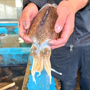 태안 신진도 활갑오징어 생갑오징어 자연산 갑오징어, 1박스, 1kg(비손질)