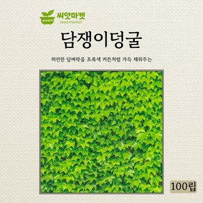 아람종묘 담쟁이덩굴 씨앗 100립, 1개