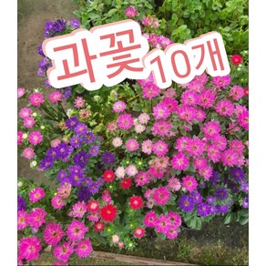 과꽃 10개/올해도 과꽃이 피었습니다, 10개