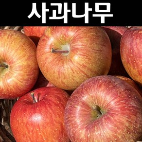 사과/부사(후지) 나무 묘목 R3cm 결실주 분묘 1개/유실수 과실수, 1개