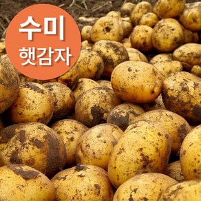 포슬하고 부드러운 수미 햇 감자, 1개, 중 3kg