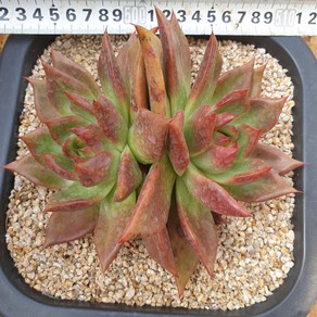 [수암다육] 가이아 대품 단품 Echeveia agavoides 다육 다육이 다육식물 국민다육, 1개