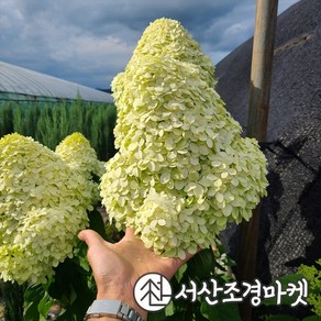 목수국나무 라임라이트 4치포트 개화주 묘목 서산조경마켓, 1개