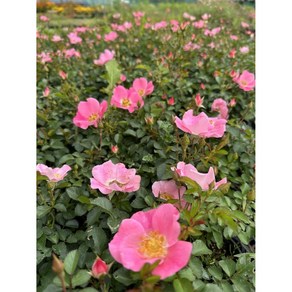 찔레장미-웨딩 노지월동다년초 (묘종2개묶음) 규격10cm화분묘 [꽃심야생화], 2개