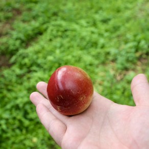[예약중][6월 9일부터 순차출고] 국내산 초고당도 햇 신비복숭아 특품, 1개, 500g