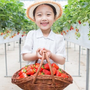 산지직송 제철 생딸기 설향딸기