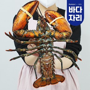 살아서 도착하는 활랍스타 1마리 1kg내외