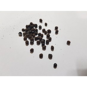 초피나무씨앗20g(500립)