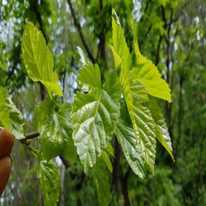 [산지농가직송]충남서산 뽕잎 생뽕잎500g, 500g, 1개