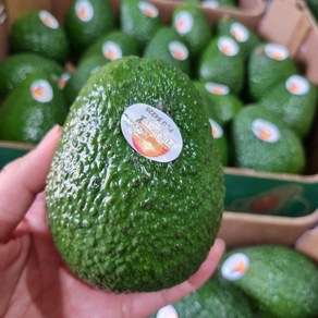 [최상급] 싱싱한 생과 아보카도 후숙아보카도 대과 avocado