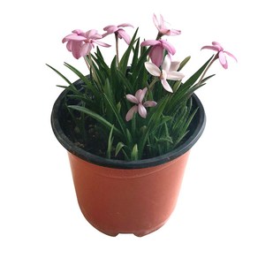 설란 야생화 꽃 화분 미니 꽃화분 모종 키우기, F47.설란, 1개