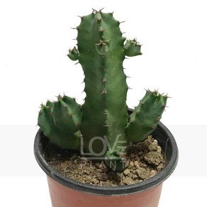 [꽃사랑식물나라] 백각기린 다육이 공기정화식물 식물키우기, 1개