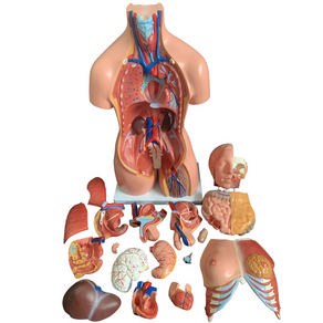 카르빈 인체 해부 모형 몸통 장기 내장 해부학 교육용, 1개