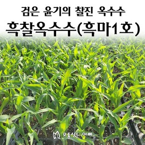[모종심는아빠] 검은 윤기가 좌르르 찰진 흑찰옥수수 모종, 모종12포트, 1개