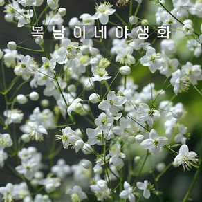 흰꿩의다리 앨범 [1개 복남이네야생화 모종 반그늘식물 탈릭트럼 thalictum], 1개
