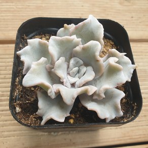 [수암다육] 크리스피뷰티 랜덤발송 Echeveria 'Crispy Beauty' 다육 다육이 다육식물 653