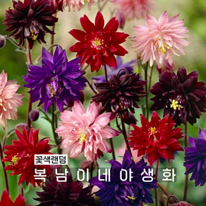 겹매발톱 클레멘타인 [2포트 복남이네야생화 모종 매발톱꽃 aquilegia] 꽃색랜덤, 2개