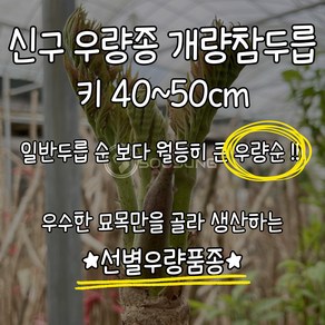 신구두릅 10주 1세트 키40~50cm 우량종 우량순개량참두릅신구 묘목 우량순두릅 선별우량종 신구우량종두릅 수성조경농원, ., 10개