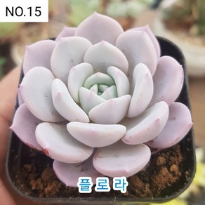 다육식물- 희귀 다육 100가지 모아보기, [NO. 15] 5.5cm 포트, 1개