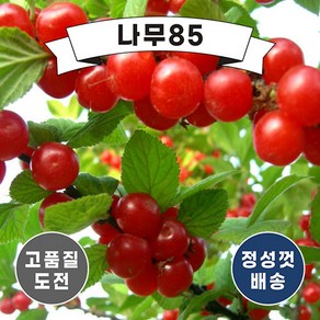 (나무85) 앵두나무 묘목 2종, 1. 앵두 접1, 1개