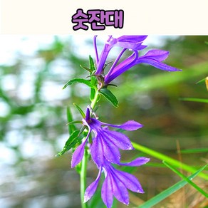 토종 숫잔대(4치 포트) 토종야생화/노지월동 조경용식물, 1개
