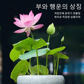 수련연꽃식물씨앗 수련연꽃씨앗 연꽃 씨앗 희귀 미니 연꽃 수경식물 실내식물 연꽃 씨앗 부를 가져다주고 행운을 가져다주는 연꽃 씨앗 관상용 꽃, 행운 수반 연꽃20톨×8봉지, 1개