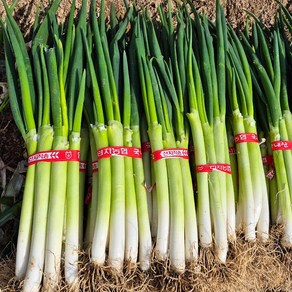 [신안X제철인 ] 1년키운 신안 임자도 노지 대파 특상 2kg, 1개