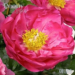 향기 작약 숙근 입고(Peony/금강원예) 아테네, 1개