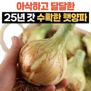 [정동원양파] 단단한 햇양파 국내산, 1박스, 양파 (소) 10kg