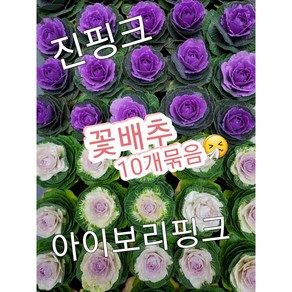 꽃배추 10개묶음/추울수록 예뻐지는 꽃배추 키워보세요^, 10개