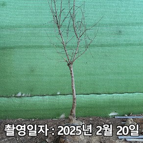 착한가격 나무생각 / 석류나무 / 슈퍼왕석류 / 3년생 / 결실주, 1개