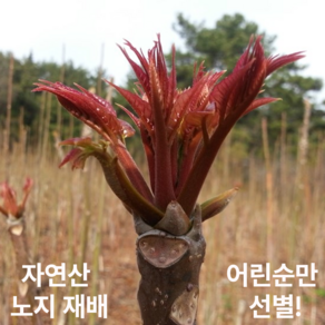 [두번째새순!] 자연산 참죽나물 가죽나무순 2차순 봄한정 가죽나물, 1박스, 500g