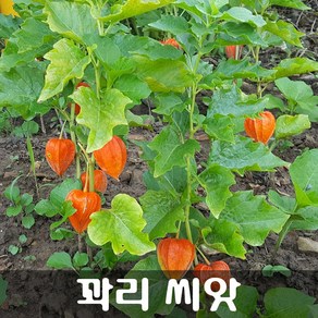 [해피플라워] 꽈리 씨앗 100립 / 봄 여름 가을 파종 꽃씨, 1개