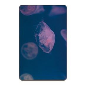 아르토르 Pink jellyfish 디자인 카드 스킨 리무버블 스티커